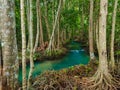 Green water lakes river waterfall with root tree at Tha Pom Klong Song Nam, Krabi, Thailand